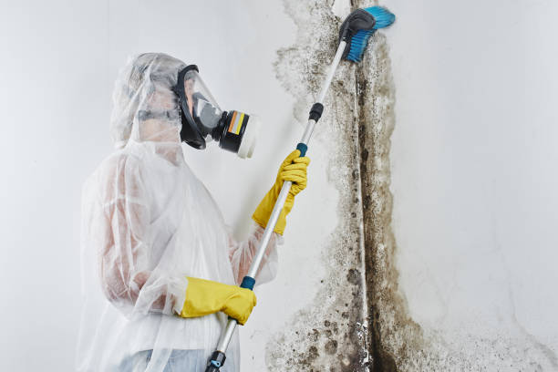Best Local Mold Removal Service  in Terre Du Lac, MO