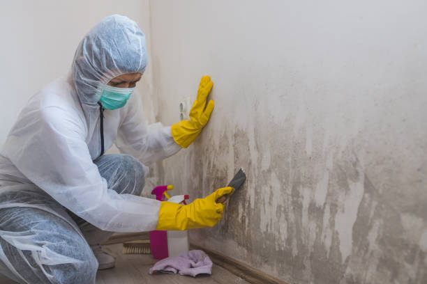 Best Attic Mold Removal  in Terre Du Lac, MO